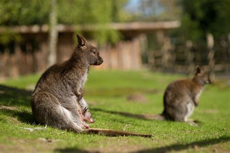 Nachwuchs Foto And Bild Tiere Tierkinder Känguru Bilder Auf Fotocommunity