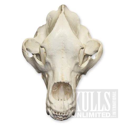 Kodiak Grizzly Bear Skull Ursus