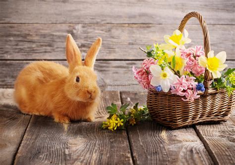 Rabbit With Spring Flowers Stock Image Image Of Lying 84157923