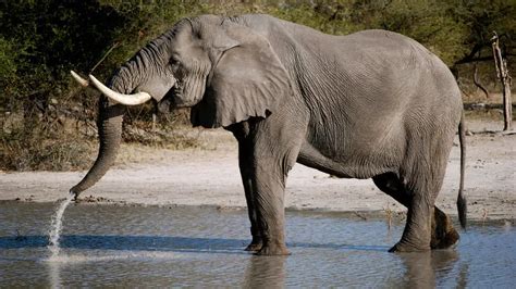 Elefante Curiosidades E Fatos Interessantes Mundo Ecologia