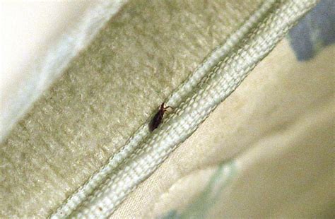 Bedbugs Have Favorite Colors Union College Professor Says