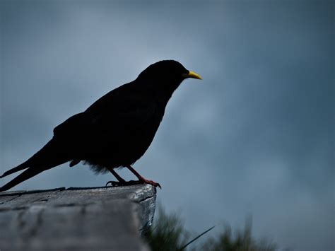 Birds Black Blackbirds Blue Gray Wallpaper In X Resolution