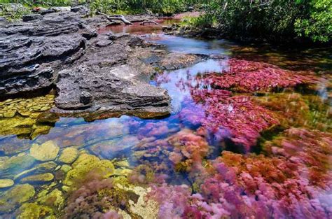 Caño Cristales El Espectacular Río Multicolor De Colombia Voy Por El