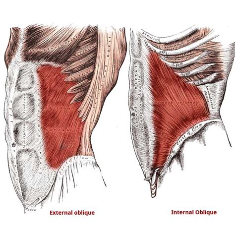 Internal And External Oblique Muscles Anatomy Origin Insertion