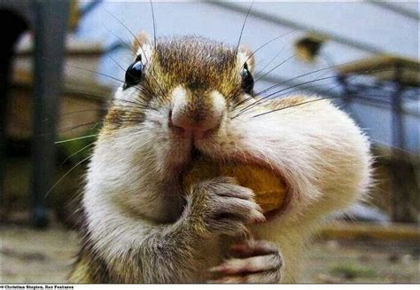 Squirrel Stuffing A Nut In His Mouth Funny Animals Cute Animals