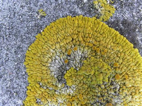 Churchyard Lichen Conservation The British Lichen Society