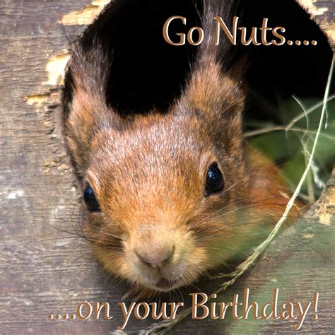 Happy Birthday Greeting Card Funny Saying Squirrel Etsy Uk Happy