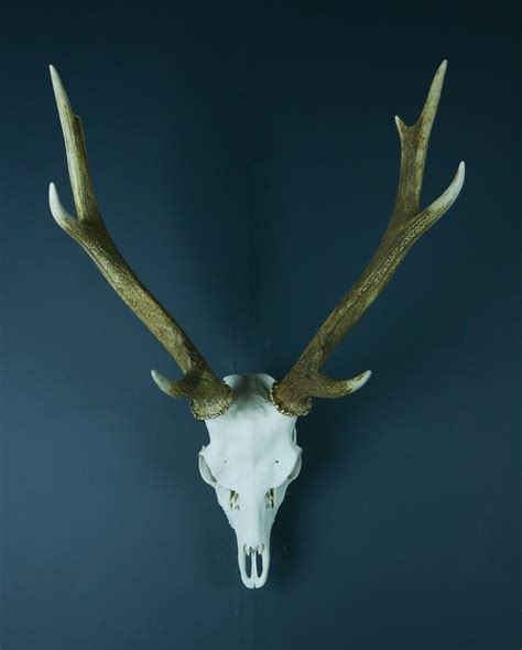 Formosan Sika Deer Skull And Antlers Antlers Horns And Skulls