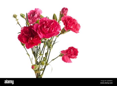 Branch Pink Carnation Flowers Isolated On White Background Stock Photo