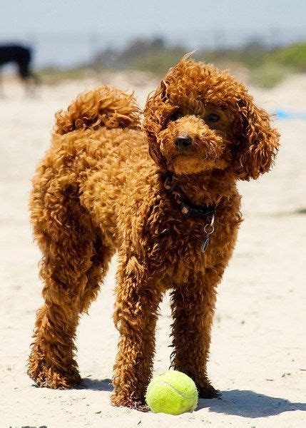 Dog Breeds That Dont Shed Miniature Poodle Red Miniature Poodle