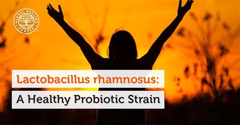 Lactobacillus Rhamnosus A Healthy Probiotic Strain