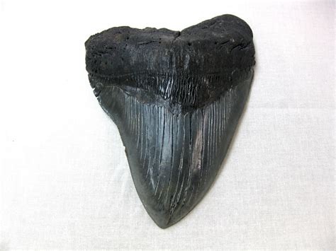 Georgia Giant Megalodon Shark Tooth 1 For Sale