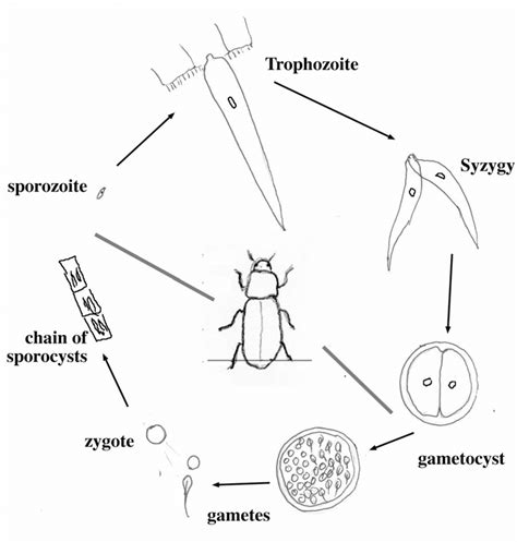 The Life Cycle Of A Mealworm Gregarine The Cells Around The Beetle Are