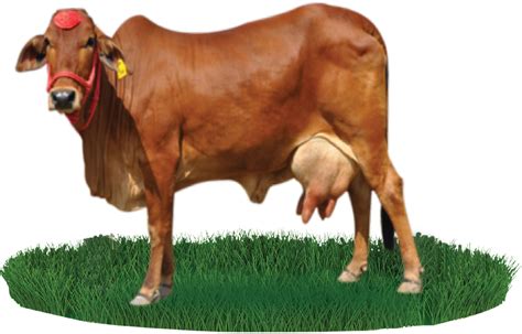 Download Sahiwal Cattle Beef Cattle Nili Gir Cow Images Png Png Image