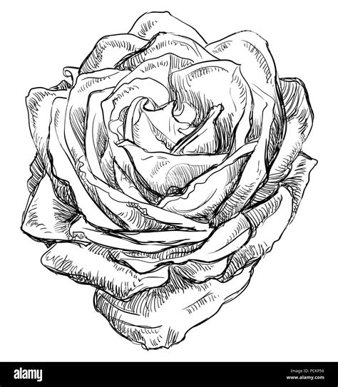 Hand Drawing Rose Hi Res Stock Photography And Images Alamy