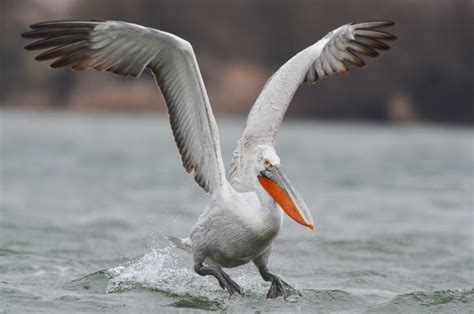 Growing Dalmatian Pelican Numbers Offer Timely Boost For Rewilding