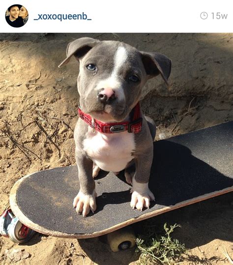 The 45 Absolute Cutest Pit Bull Puppies On Instagram — My Pit Bull Friend