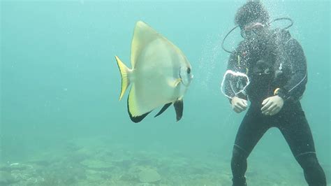 Bat Fish Loves Playing With Diver Part 1 Malaysia Diving August