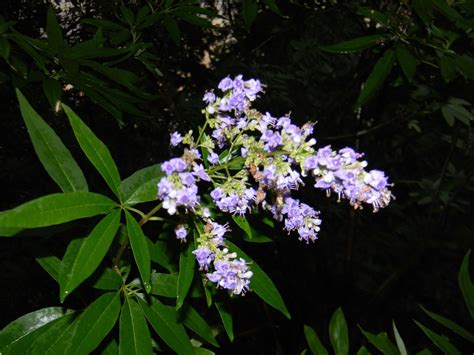 Vitex Agnus Castus Chasteberry Chastetree Chaste Tree Lilac