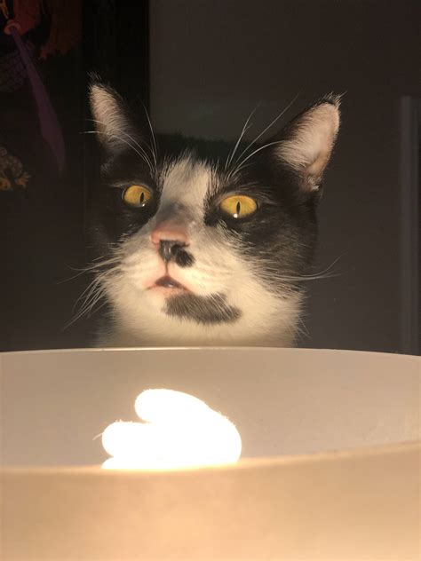 Psbattle Cat Looking Into The Light Rphotoshopbattles