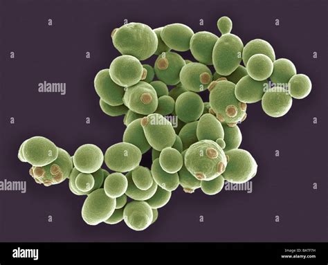 Yeast Cells Coloured Scanning Electron Micrographsem Of Cells Of