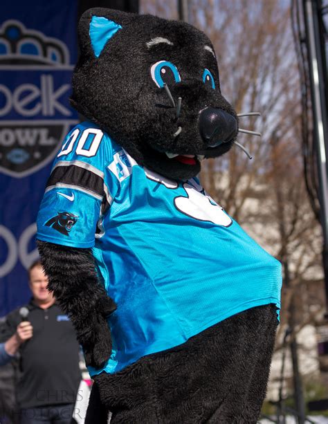 Carolina Panthers Mascot Sir Purr Belk Bowl Fanfest 2013 A Flickr