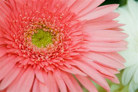 Pink Flower Photograph By Anthony Citro Fine Art America