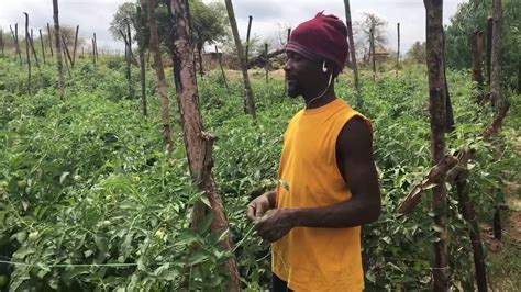 Zimbabwe Rural Tomato Farming Part Youtube