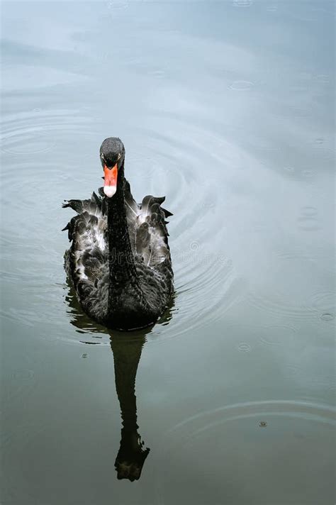 One Beautiful Black Swan Floating On The Pond Surface Under Rain