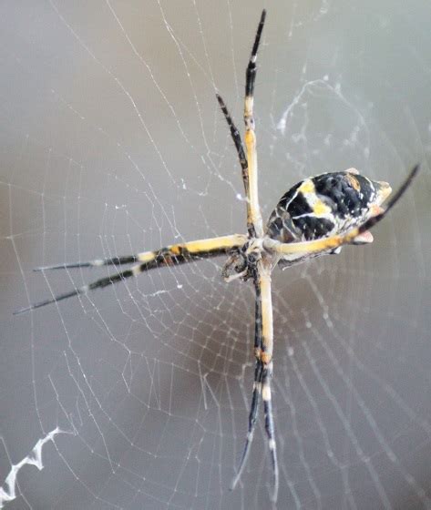 Silver Argiope Argiope Argentata Bugguidenet