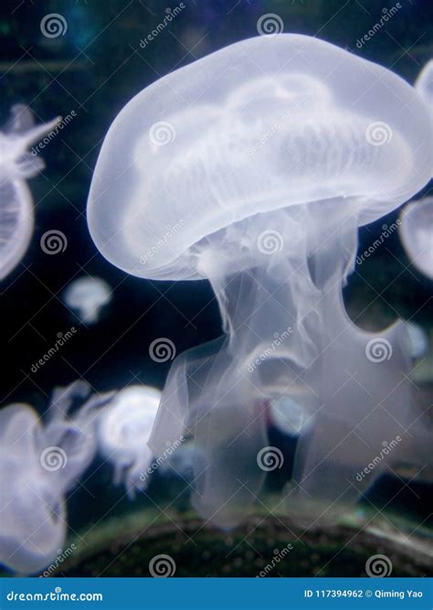 Beautiful Jellyfish In Boston Aquarium Stock Photo