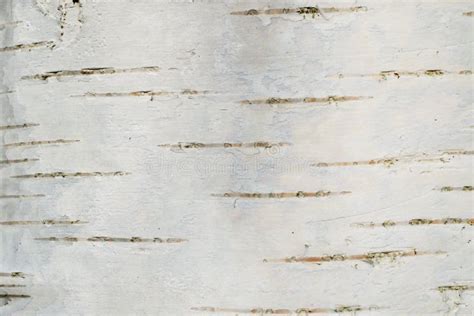 Smooth Birch Bark Texture Picture Image 2232425
