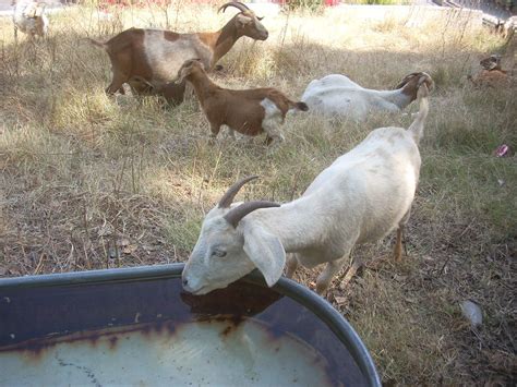 Goat Drinking Water The City Of Los Angeles Hires A Farm T Flickr