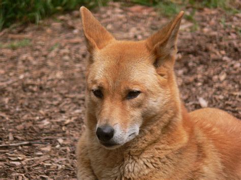 Filedingo Face444 Wikimedia Commons