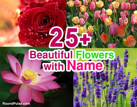 25 Beautiful Flowers Names Image 2020 Round Pulse