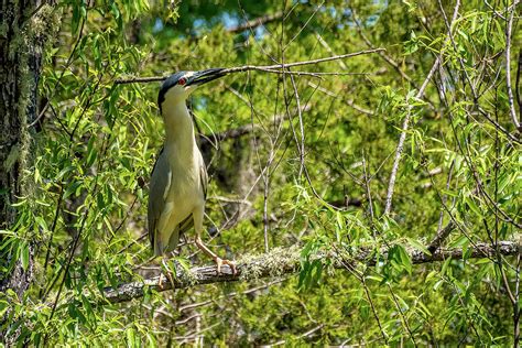 Black Capped Night Heron With Large Stick Photograph By Tj Baccari