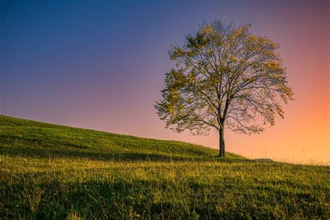 Baum Im Sonnenuntergang Foto And Bild Jahreszeiten Herbst