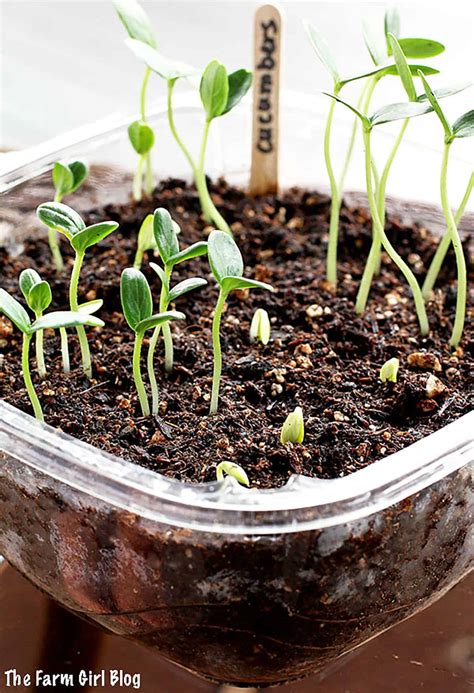 how to start cucumber seeds indoors step by step