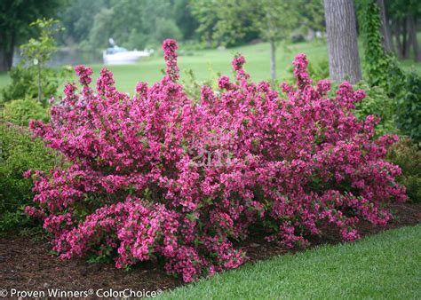Flowered hedges boast many advantages and can even become truly ornamental. Weigela florida "Sonic Bloom Pink" - Diervilla / Weigela ...