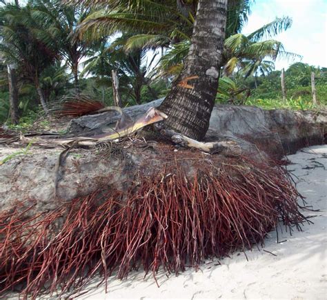 False Bluff Nicaragua Coconut Trees Incredible Root System