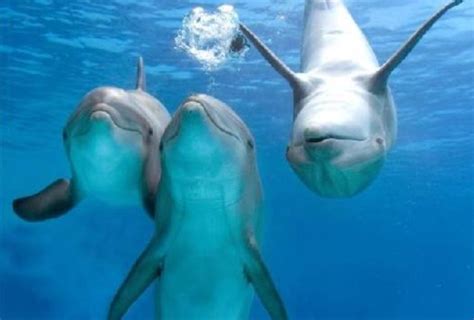 How Do Dolphins Matescientist They Are Aggressivesomewhere In The