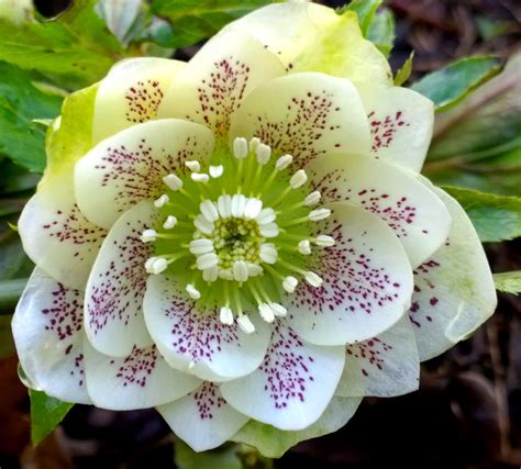 Beautiful Rare Flower Names Hortofilia Flowers Names And Pictures