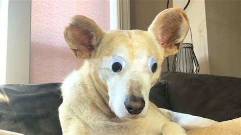 This Adorable Dog Lost His Eyes To A Serious Ocular Disease