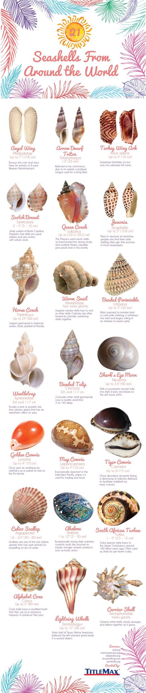 Seashells From Around The World Infographic Identification Guide