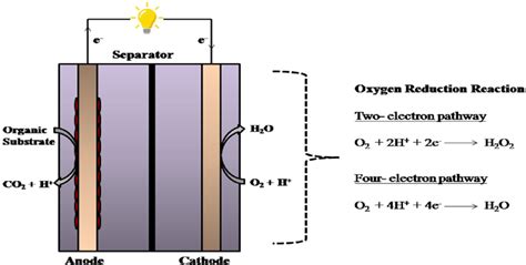 Oxygen Reduction Reaction At The Cathode Surface Download Scientific