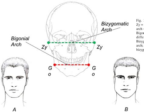 Bizygomatic Width And Personality Mens Self