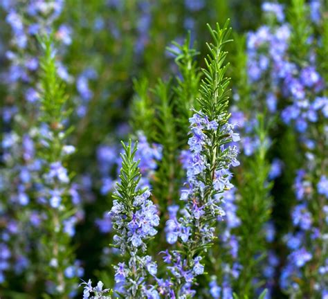 How To Care For A Rosemary Tree Thriftyfun