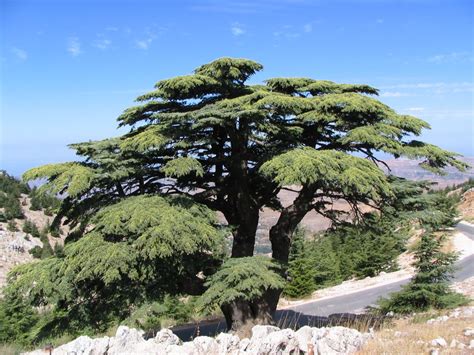 Al Shouf Cedar Nature Reserve Lebanese Social Network