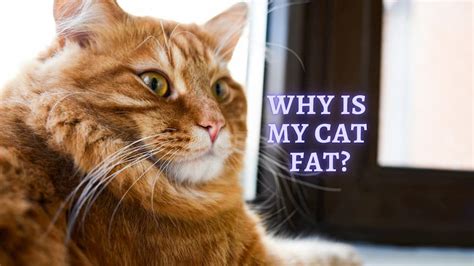 Why Is My Cat So Fat How To Get My Cat To Lose Weight Vet Advice