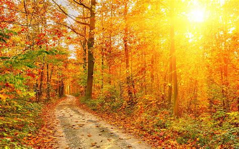 Hd Wallpaper Beautiful Autumn Forest Trees Path Sun Rays Forest